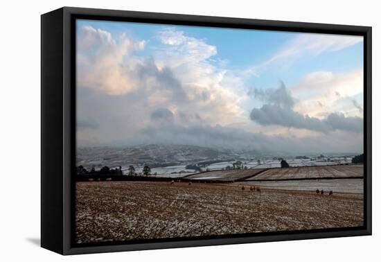 Sheep foraging on frozen fields, Lower Pennines, Eden Valley, Cumbria, Unired Kingdom-James Emmerson-Framed Premier Image Canvas