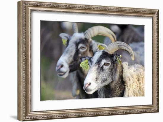 Sheep From Gotland, Sweden-Bjorn Svensson-Framed Photographic Print