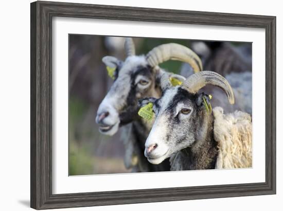Sheep From Gotland, Sweden-Bjorn Svensson-Framed Photographic Print