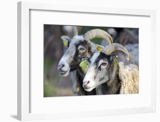 Sheep From Gotland, Sweden-Bjorn Svensson-Framed Photographic Print