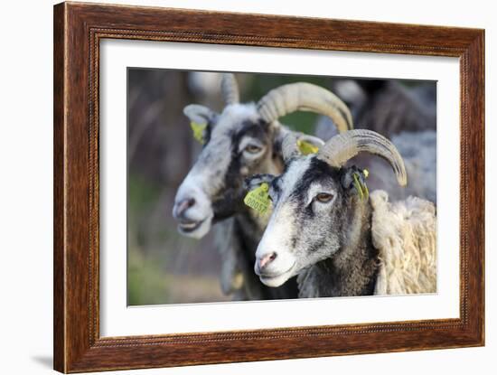 Sheep From Gotland, Sweden-Bjorn Svensson-Framed Photographic Print