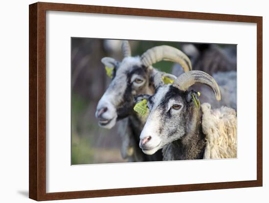 Sheep From Gotland, Sweden-Bjorn Svensson-Framed Photographic Print