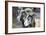 Sheep From Gotland, Sweden-Bjorn Svensson-Framed Photographic Print