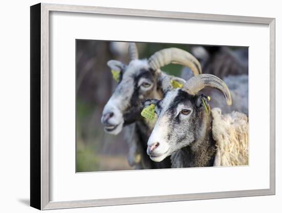 Sheep From Gotland, Sweden-Bjorn Svensson-Framed Photographic Print