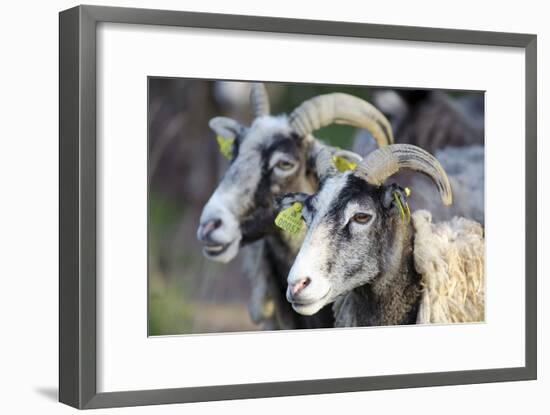 Sheep From Gotland, Sweden-Bjorn Svensson-Framed Photographic Print