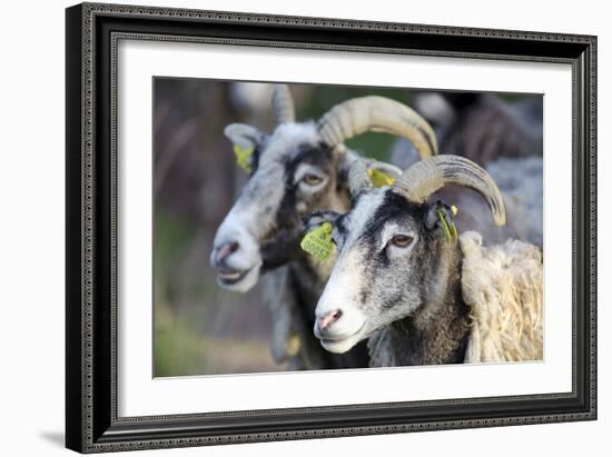 Sheep From Gotland, Sweden-Bjorn Svensson-Framed Photographic Print