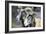 Sheep From Gotland, Sweden-Bjorn Svensson-Framed Photographic Print