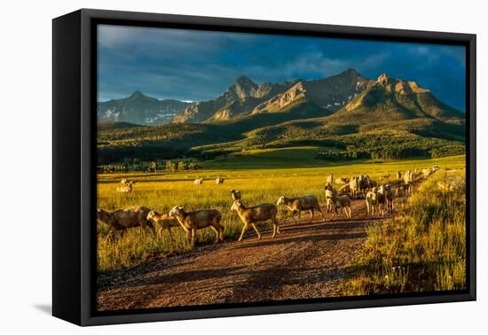 Sheep graze on Hastings Mesa near Ridgway, Colorado from truck-null-Framed Premier Image Canvas
