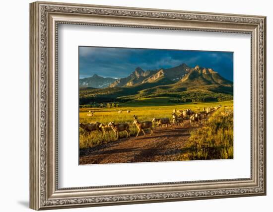 Sheep graze on Hastings Mesa near Ridgway, Colorado from truck-null-Framed Photographic Print