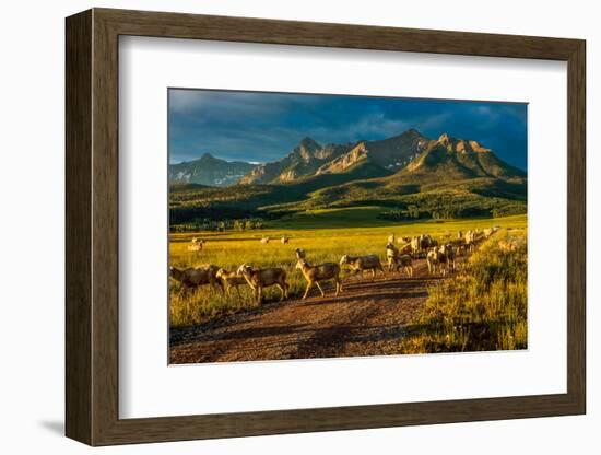 Sheep graze on Hastings Mesa near Ridgway, Colorado from truck-null-Framed Photographic Print