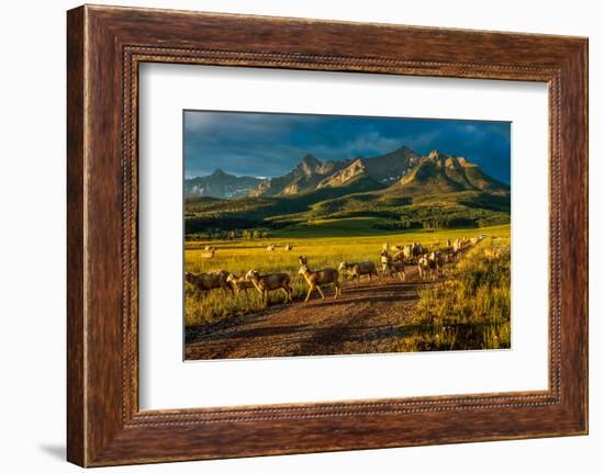 Sheep graze on Hastings Mesa near Ridgway, Colorado from truck-null-Framed Photographic Print