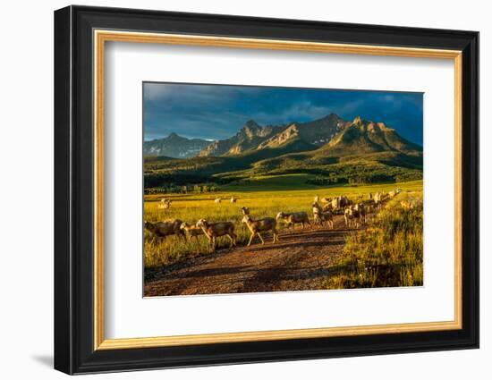 Sheep graze on Hastings Mesa near Ridgway, Colorado from truck-null-Framed Photographic Print