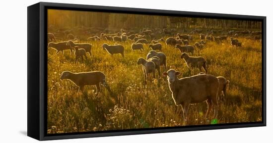 Sheep graze on Hastings Mesa near Ridgway, Colorado from truck-null-Framed Premier Image Canvas