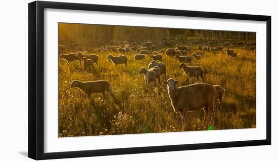 Sheep graze on Hastings Mesa near Ridgway, Colorado from truck-null-Framed Photographic Print