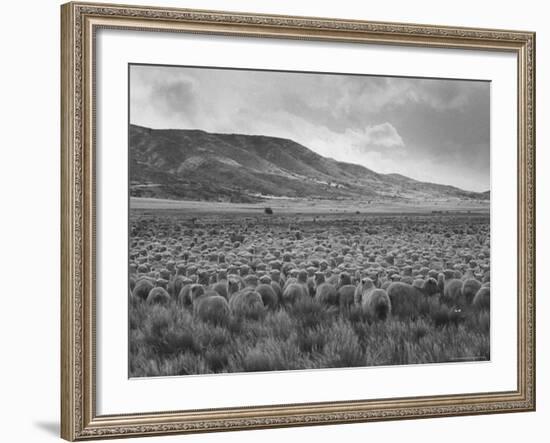 Sheep Grazing at El Condor Sheep Ranch-Leonard Mccombe-Framed Photographic Print