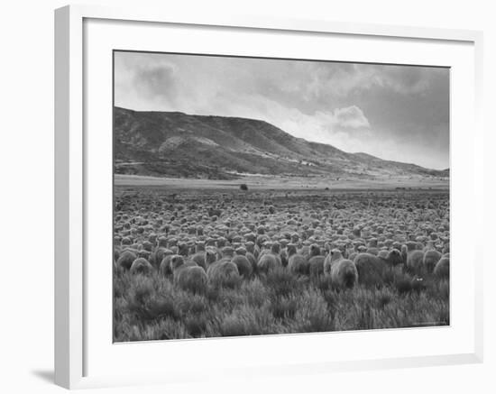 Sheep Grazing at El Condor Sheep Ranch-Leonard Mccombe-Framed Photographic Print