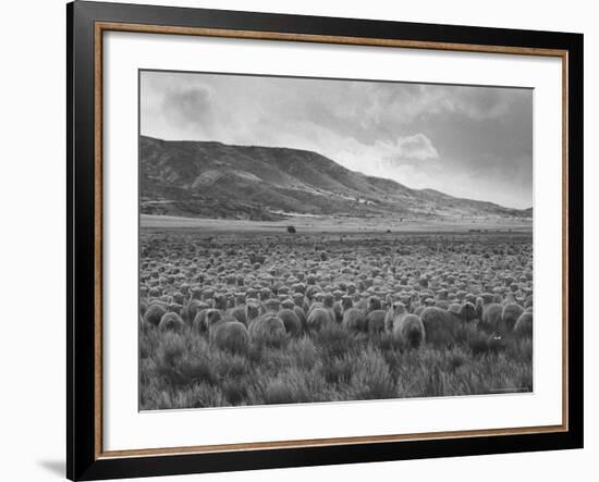 Sheep Grazing at El Condor Sheep Ranch-Leonard Mccombe-Framed Photographic Print