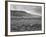 Sheep Grazing at El Condor Sheep Ranch-Leonard Mccombe-Framed Photographic Print