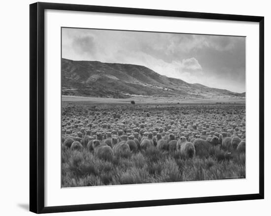 Sheep Grazing at El Condor Sheep Ranch-Leonard Mccombe-Framed Photographic Print