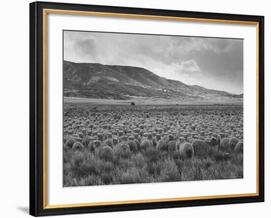 Sheep Grazing at El Condor Sheep Ranch-Leonard Mccombe-Framed Photographic Print