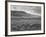 Sheep Grazing at El Condor Sheep Ranch-Leonard Mccombe-Framed Photographic Print