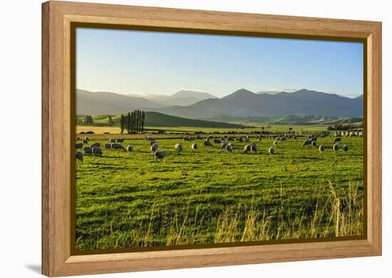 Sheep Grazing at Sunset, Queenstown, Otago, South Island, New Zealand, Pacific-Michael Runkel-Framed Premier Image Canvas