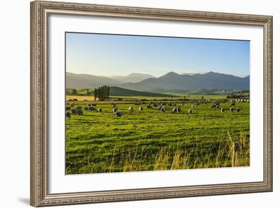 Sheep Grazing at Sunset, Queenstown, Otago, South Island, New Zealand, Pacific-Michael Runkel-Framed Photographic Print