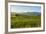 Sheep Grazing at Sunset, Queenstown, Otago, South Island, New Zealand, Pacific-Michael Runkel-Framed Photographic Print