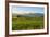 Sheep Grazing at Sunset, Queenstown, Otago, South Island, New Zealand, Pacific-Michael Runkel-Framed Photographic Print