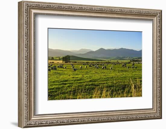 Sheep Grazing at Sunset, Queenstown, Otago, South Island, New Zealand, Pacific-Michael Runkel-Framed Photographic Print