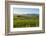 Sheep Grazing at Sunset, Queenstown, Otago, South Island, New Zealand, Pacific-Michael Runkel-Framed Photographic Print