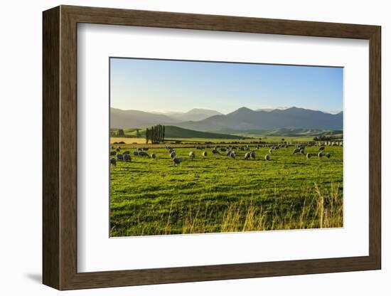 Sheep Grazing at Sunset, Queenstown, Otago, South Island, New Zealand, Pacific-Michael Runkel-Framed Photographic Print