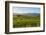 Sheep Grazing at Sunset, Queenstown, Otago, South Island, New Zealand, Pacific-Michael Runkel-Framed Photographic Print