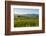 Sheep Grazing at Sunset, Queenstown, Otago, South Island, New Zealand, Pacific-Michael Runkel-Framed Photographic Print