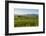 Sheep Grazing at Sunset, Queenstown, Otago, South Island, New Zealand, Pacific-Michael Runkel-Framed Photographic Print