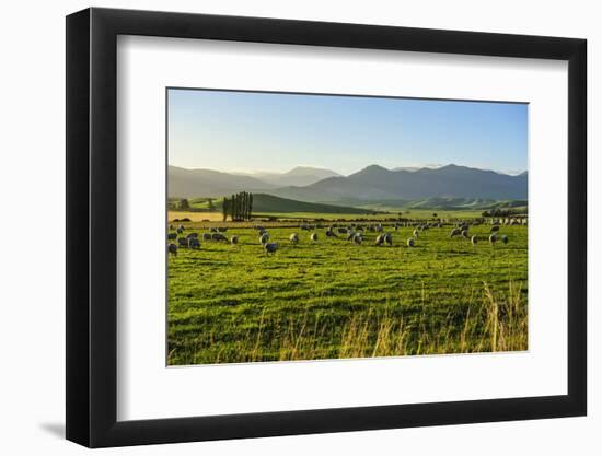 Sheep Grazing at Sunset, Queenstown, Otago, South Island, New Zealand, Pacific-Michael Runkel-Framed Photographic Print