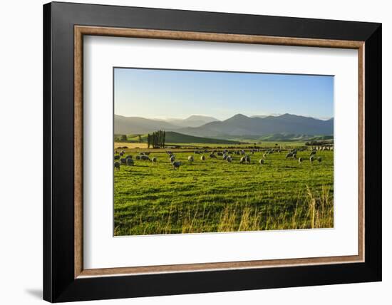 Sheep Grazing at Sunset, Queenstown, Otago, South Island, New Zealand, Pacific-Michael Runkel-Framed Photographic Print