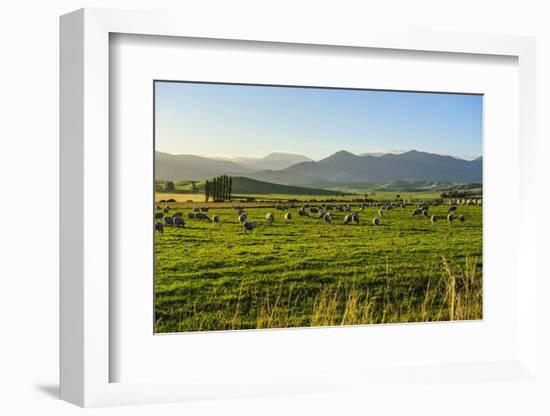 Sheep Grazing at Sunset, Queenstown, Otago, South Island, New Zealand, Pacific-Michael Runkel-Framed Photographic Print