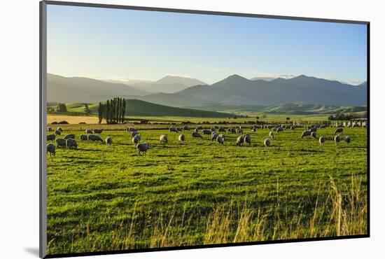 Sheep Grazing at Sunset, Queenstown, Otago, South Island, New Zealand, Pacific-Michael Runkel-Mounted Photographic Print