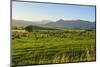 Sheep Grazing at Sunset, Queenstown, Otago, South Island, New Zealand, Pacific-Michael Runkel-Mounted Photographic Print