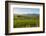Sheep Grazing at Sunset, Queenstown, Otago, South Island, New Zealand, Pacific-Michael Runkel-Framed Photographic Print