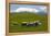 Sheep Grazing Beneath Mount Ruapehu-Stuart-Framed Premier Image Canvas