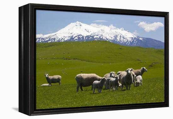 Sheep Grazing Beneath Mount Ruapehu-Stuart-Framed Premier Image Canvas