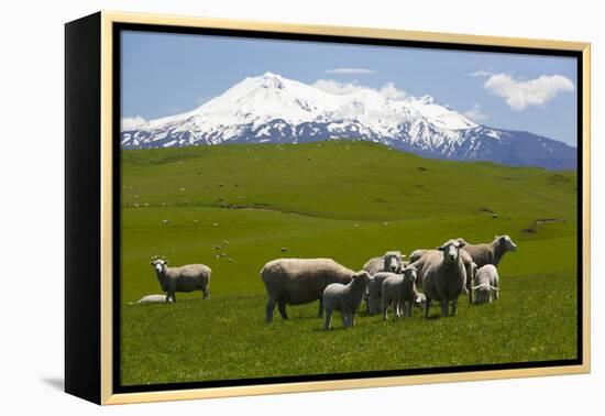 Sheep Grazing Beneath Mount Ruapehu-Stuart-Framed Premier Image Canvas