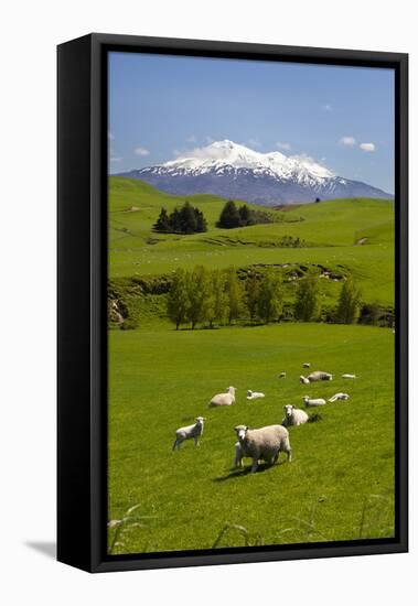 Sheep Grazing Beneath Mount Ruapehu-Stuart-Framed Premier Image Canvas
