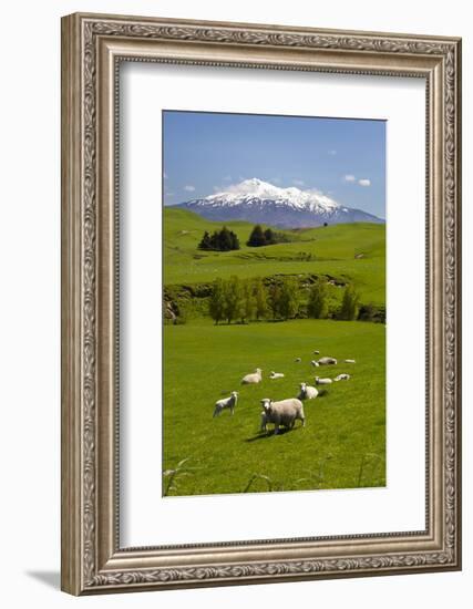 Sheep Grazing Beneath Mount Ruapehu-Stuart-Framed Photographic Print