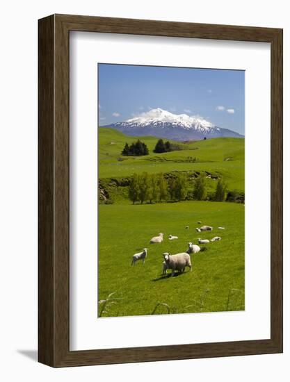 Sheep Grazing Beneath Mount Ruapehu-Stuart-Framed Photographic Print