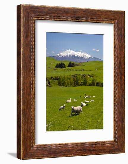 Sheep Grazing Beneath Mount Ruapehu-Stuart-Framed Photographic Print