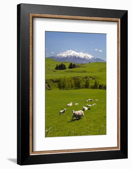 Sheep Grazing Beneath Mount Ruapehu-Stuart-Framed Photographic Print