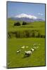 Sheep Grazing Beneath Mount Ruapehu-Stuart-Mounted Photographic Print